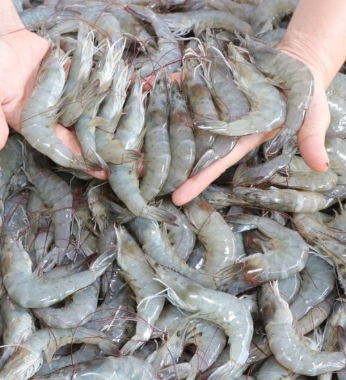 aquaculture shrimps