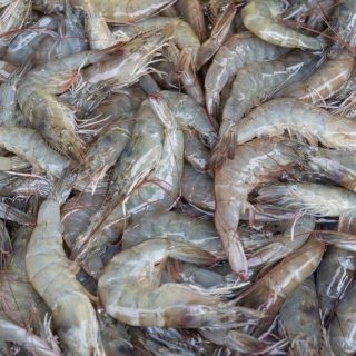 raw-fresh-shrimp-prawn-ice-sell-market