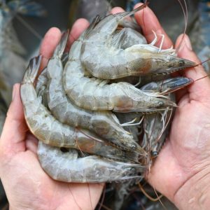 white-shrimp-raw-shrimps-hand-washing-shrimp-bowl-fresh-shrimp-prawns-cooking-seafood-food-kitchen-buy-shrimps-shop-seafood-market